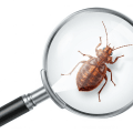 Latest Breakthroughs in Bed Bug Control: What Houston Homeowners Should Know